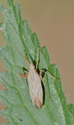 Miridius quadrivirgatus